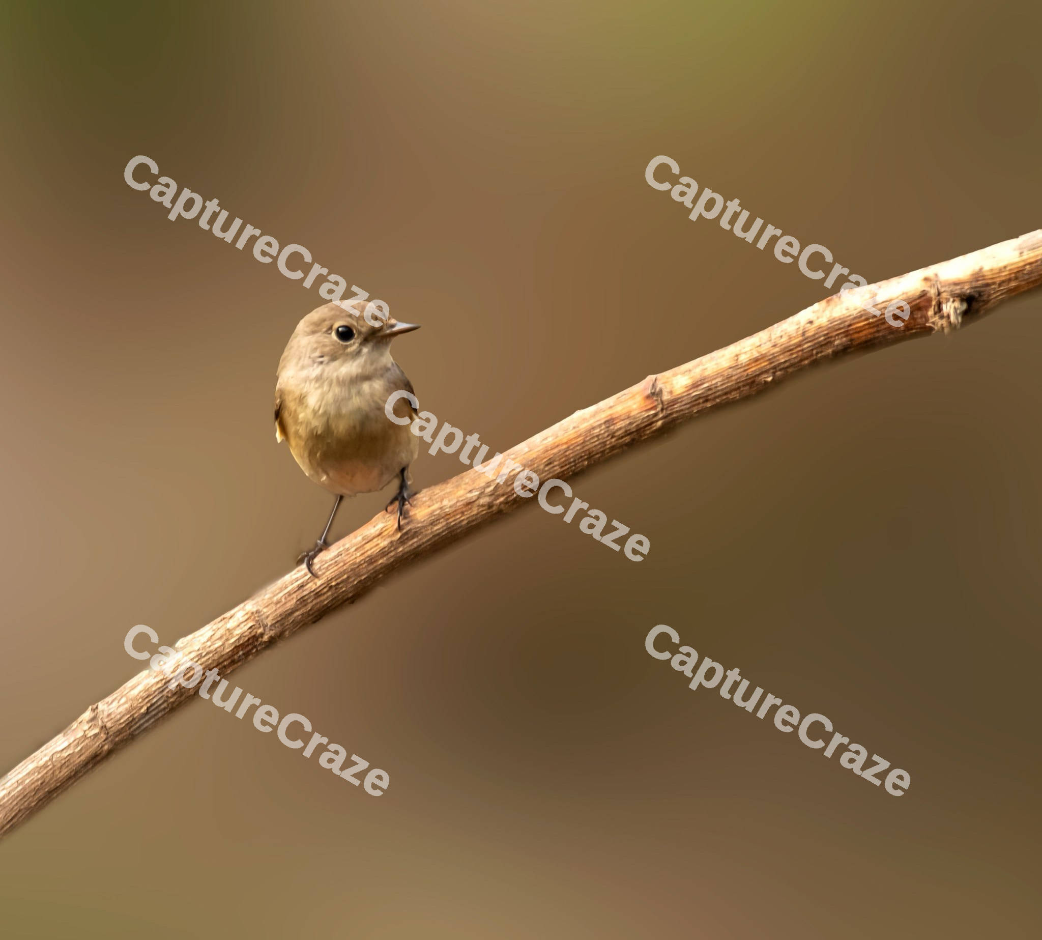 Robin Bird on a dry branch